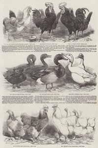La Exposición Avícola en Birmingham